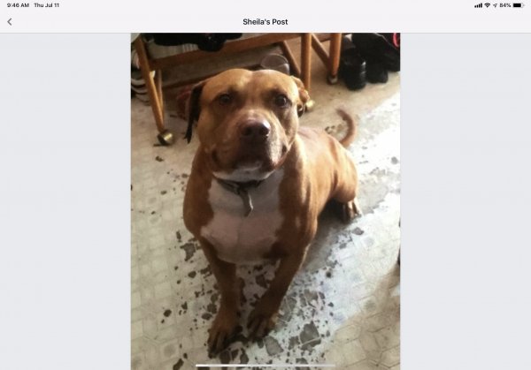 Safe Pit Bull in Fort Smith, AR