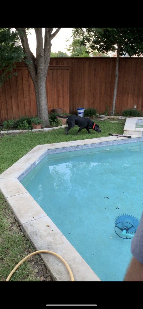 Safe Labrador Retriever in Plano, TX