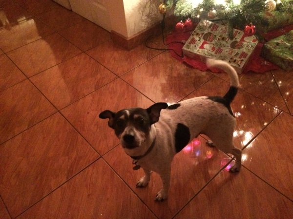 Safe Jack Russell Terrier in Hollywood, FL