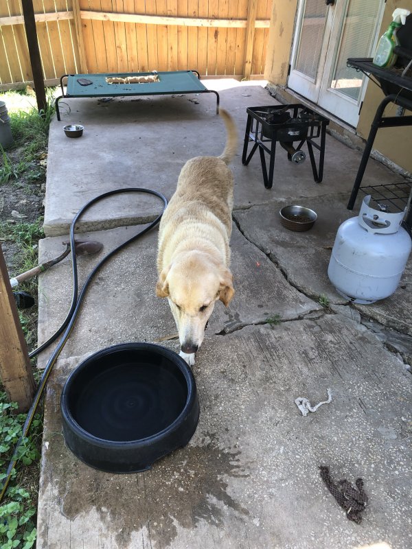 Safe Labrador Retriever in San Antonio, TX