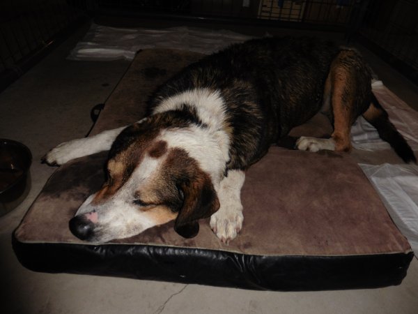 Safe Beagle in Prosser, WA
