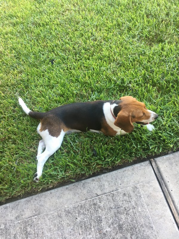 Safe Beagle in Porter, TX