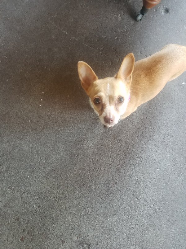 Safe Chihuahua in Westland, MI