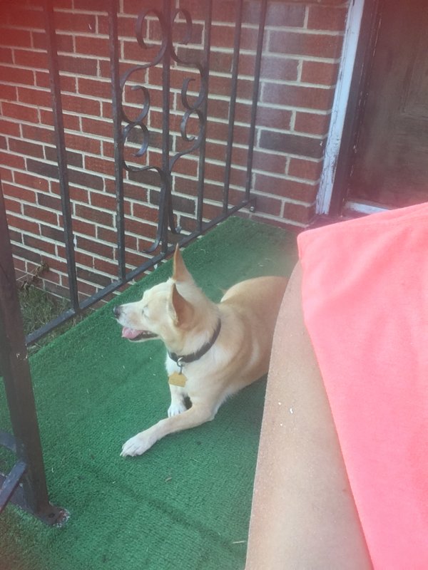 Safe Chihuahua in Petersburg, VA