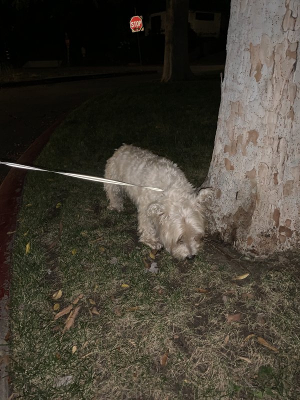 Safe Dog in Sherman Oaks, CA