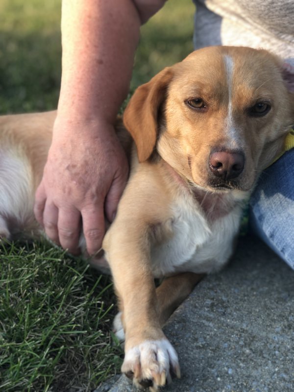 Safe Beagle in Harrisburg, PA