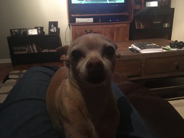 Safe Chihuahua in Longview, TX