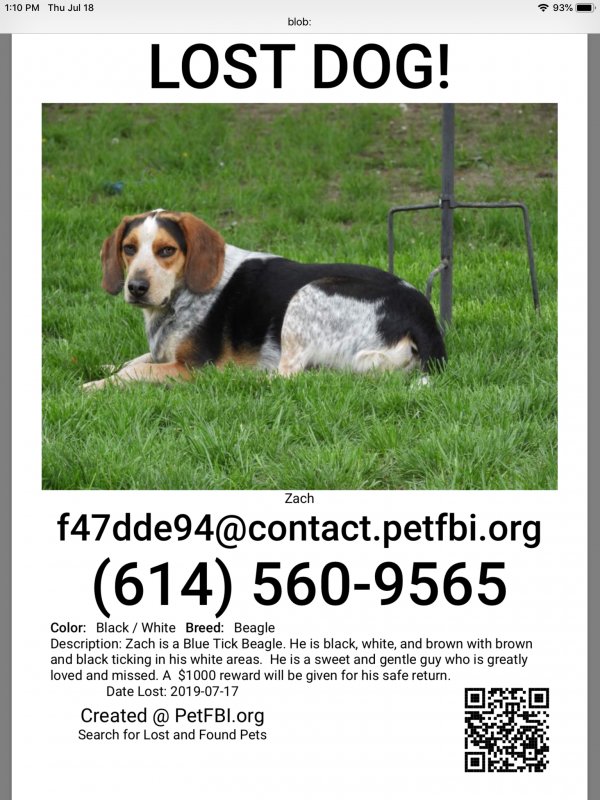 Safe Beagle in Columbus, OH