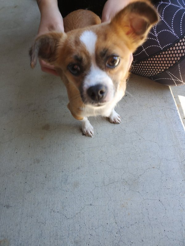 Safe Chihuahua in Fairfield, CA