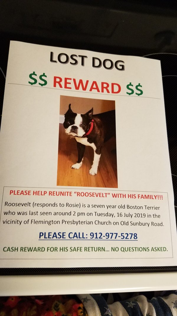 Safe Boston Terrier in Hinesville, GA