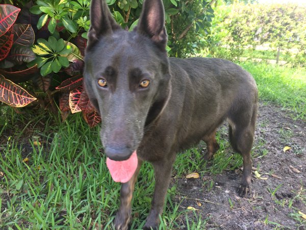 Safe German Shepherd Dog in Miami, FL