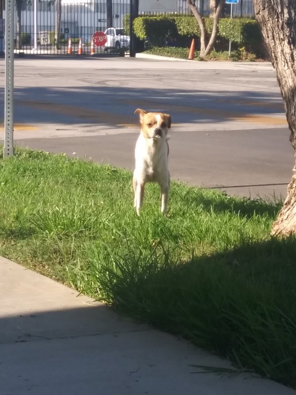 Safe Wire Fox Terrier in Los Angeles, CA