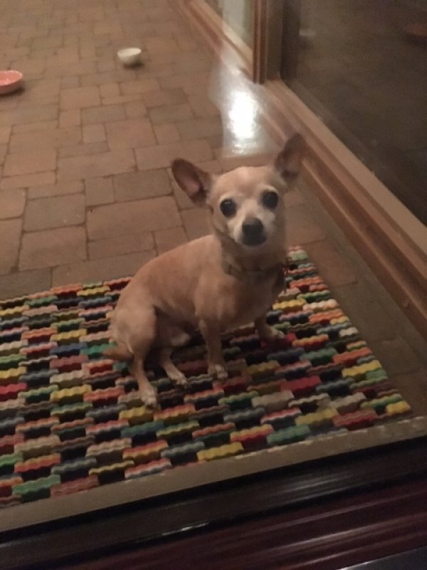 Safe Chihuahua in Albuquerque, NM