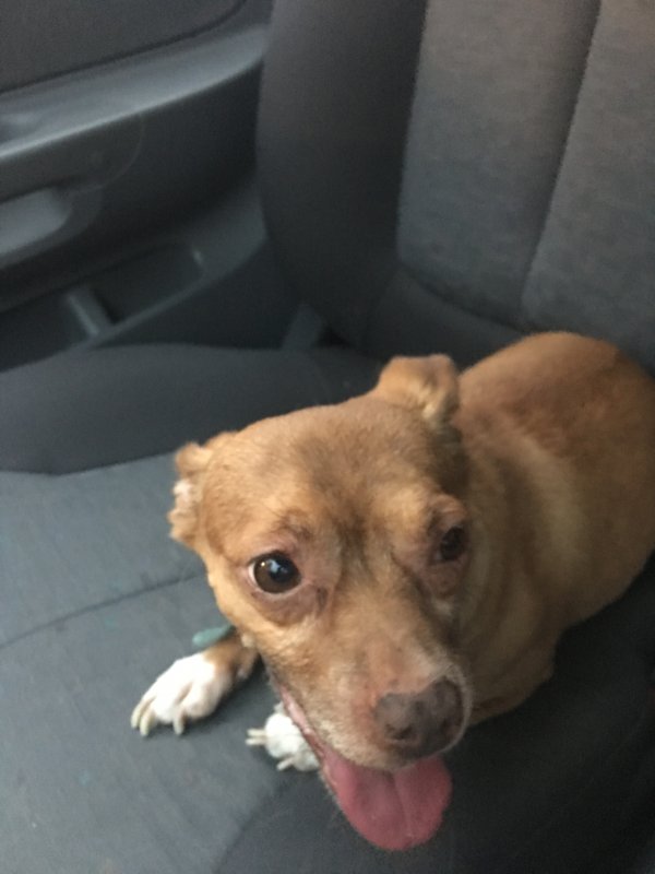 Safe Chihuahua in Albuquerque, NM