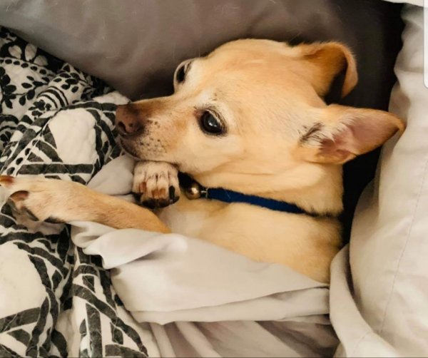 Safe Chihuahua in Sabina, OH