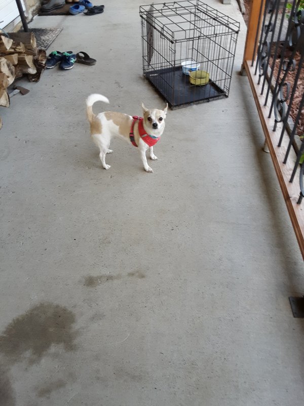 Safe Chihuahua in Smithfield, PA
