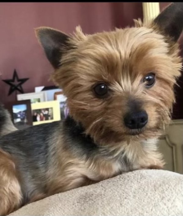 Lost Yorkshire Terrier in Wayne, NJ US