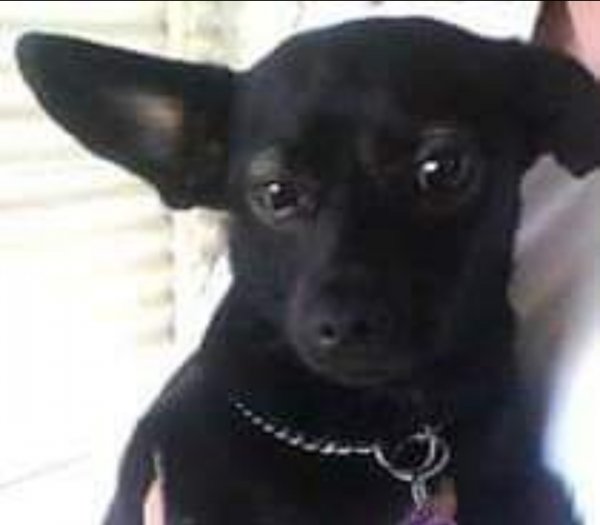 Safe Chihuahua in Hughson, CA