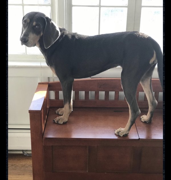 Safe Black and Tan Coonhound in Norwalk, CT