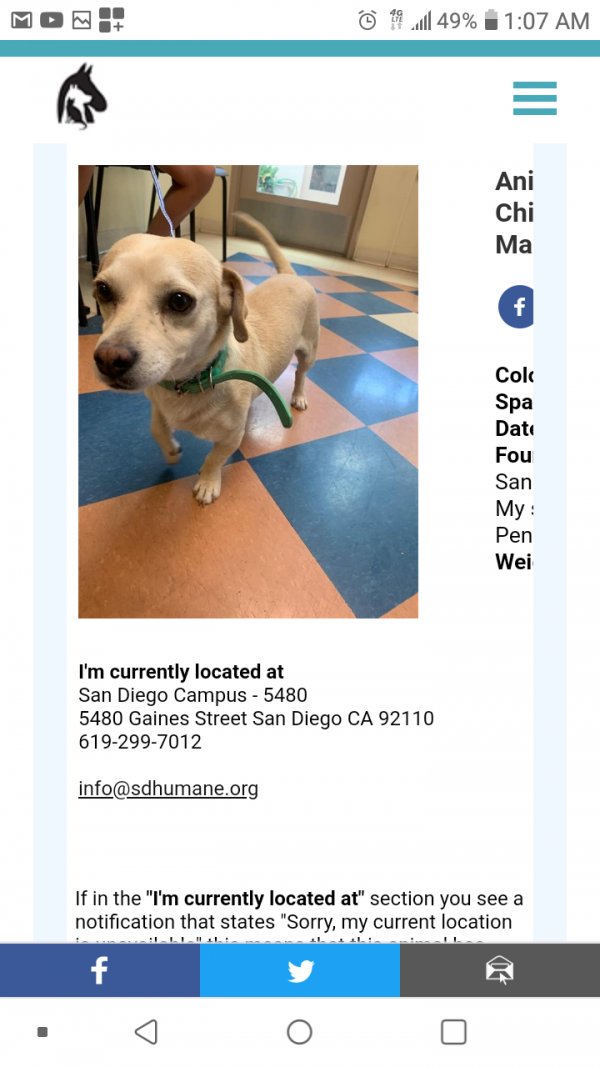 Safe Chihuahua in San Ysidro, CA