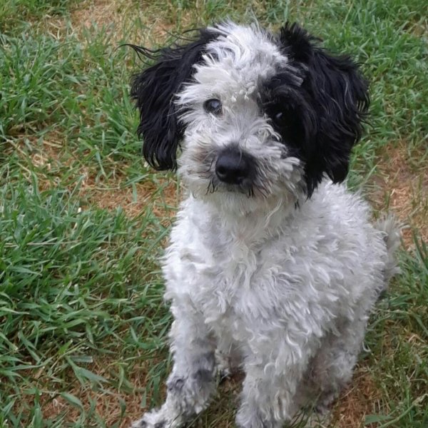 Safe Poodle in Madera, CA