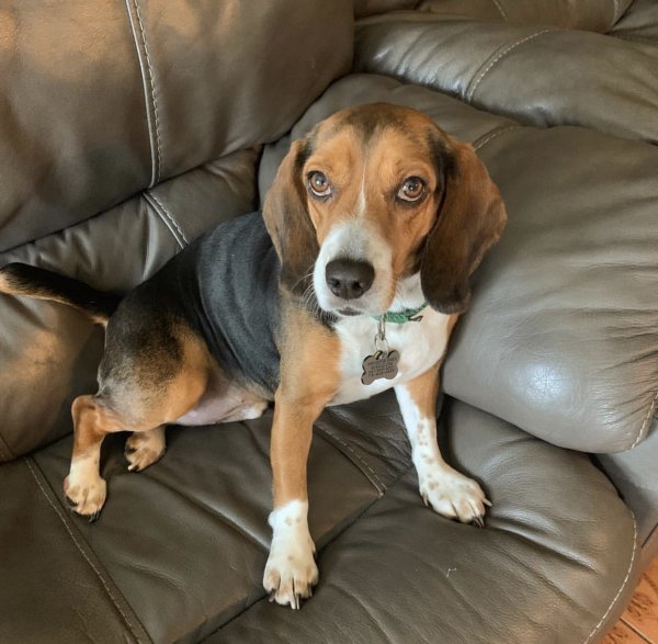 Safe Beagle in Durham, NC