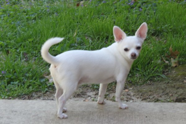 Safe Chihuahua in Collinsville, IL