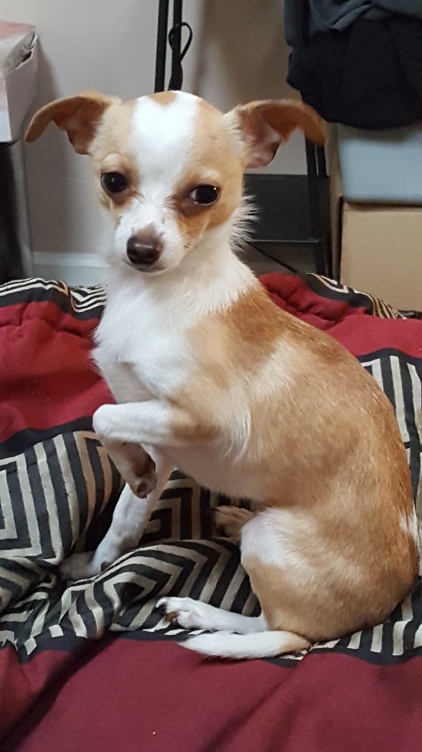 Safe Chihuahua in Charlotte, NC