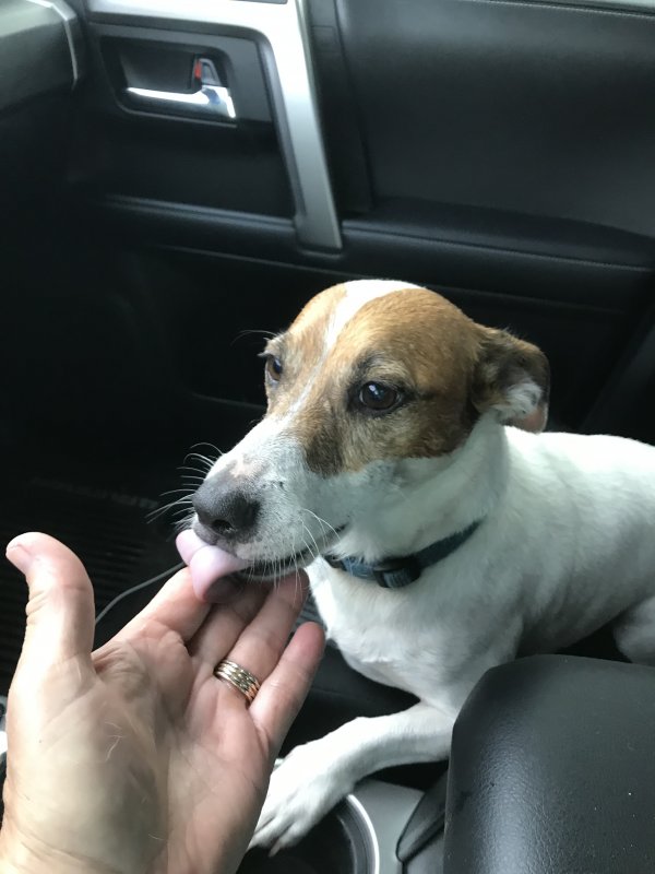 Safe Jack Russell Terrier in Brandon, FL