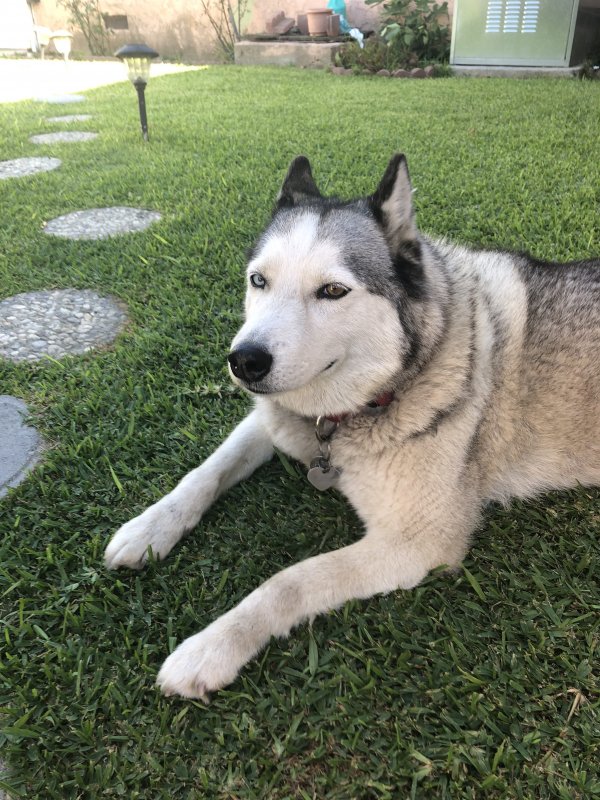 Safe Dog in South El Monte, CA