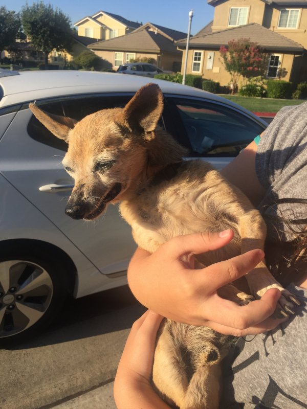 Safe Chihuahua in Lodi, CA