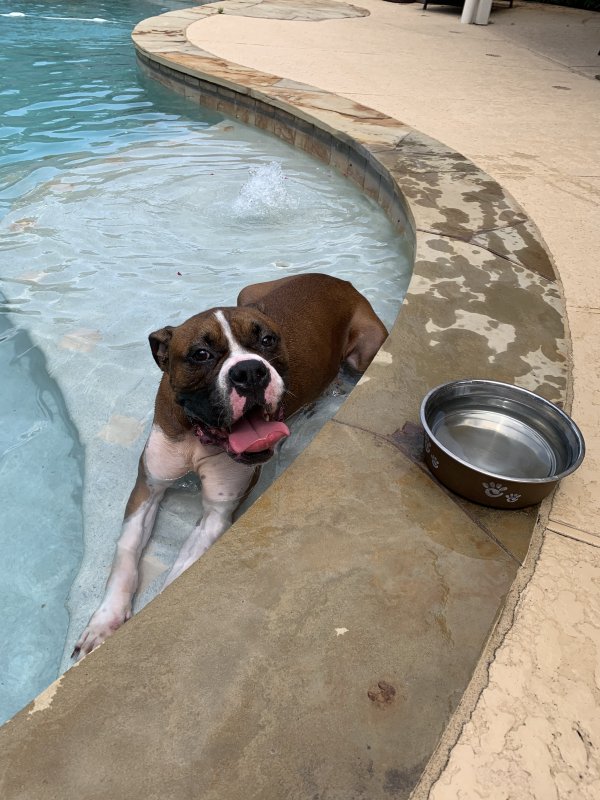 Safe Boxer in Cypress, TX