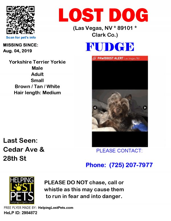 Safe Yorkshire Terrier in Las Vegas, NV