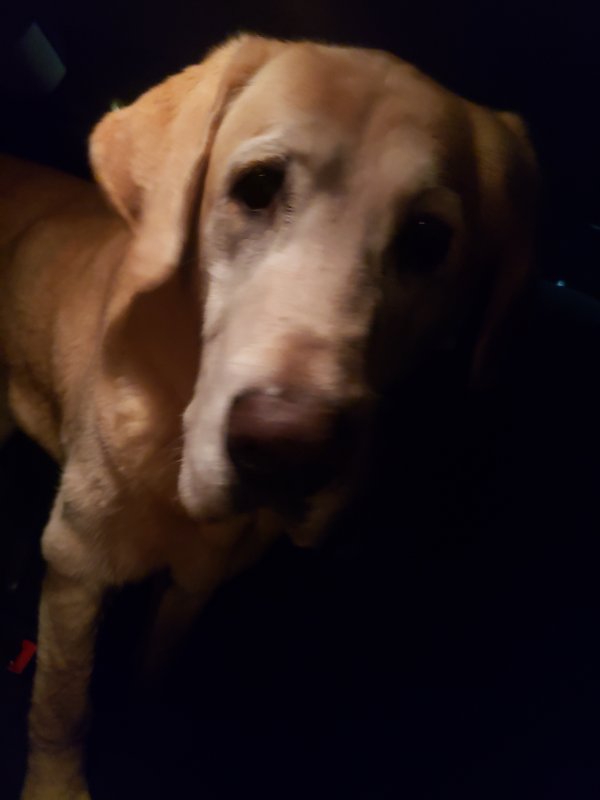Safe Labrador Retriever in Coeur D Alene, ID
