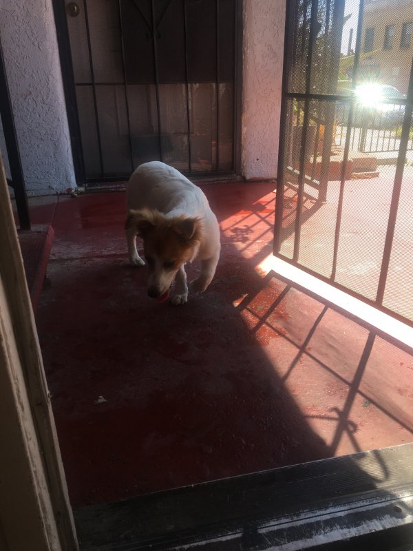 Safe American Staffordshire Terrier in San Pedro, CA