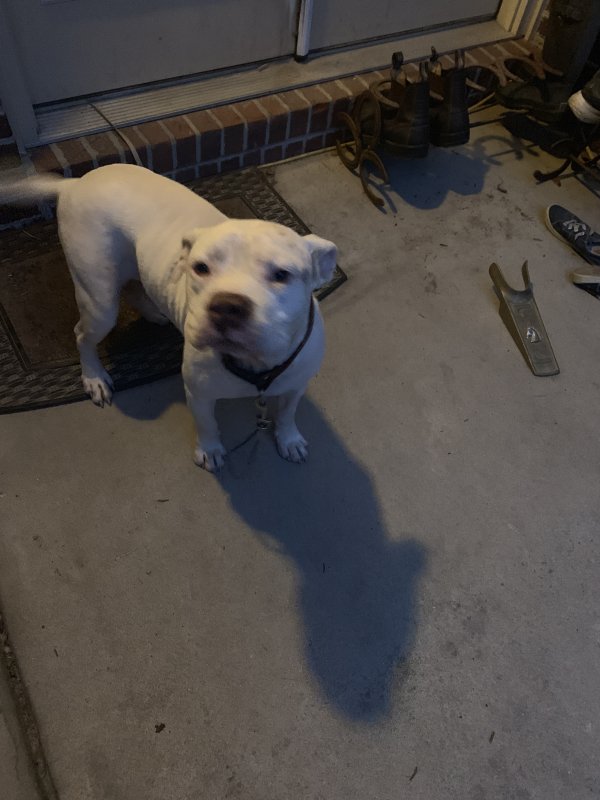 Safe Pit Bull in Lugoff, SC