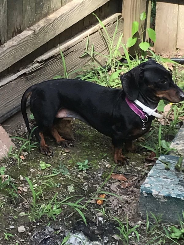 Safe Dachshund in Youngstown, OH