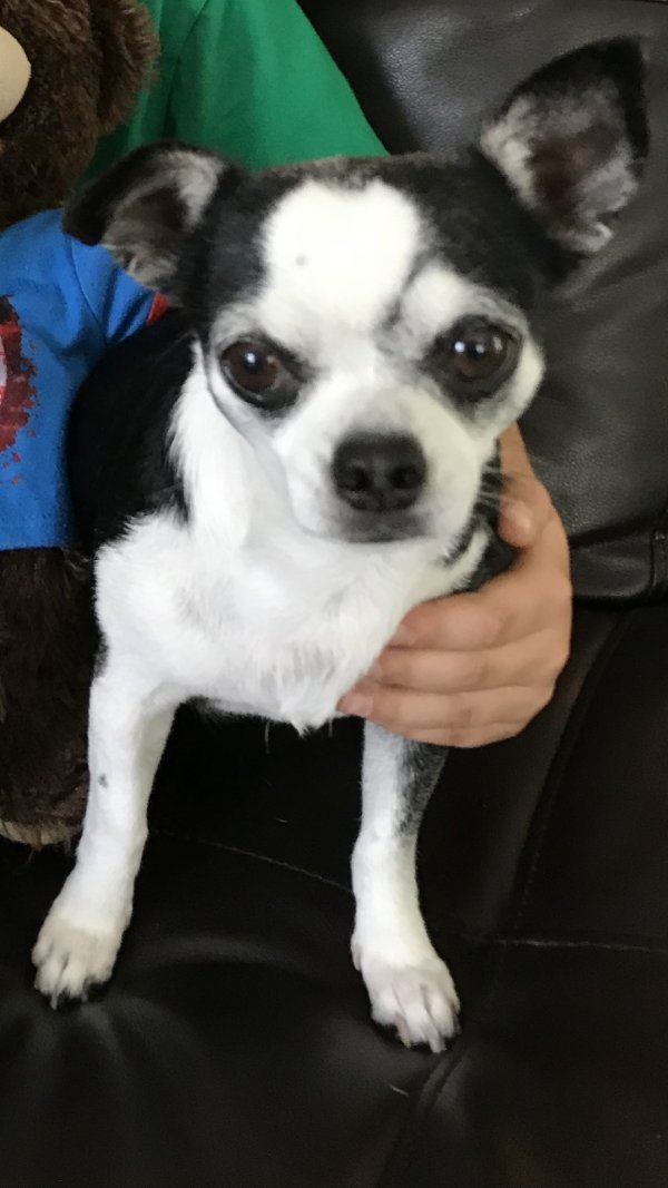 Safe Chihuahua in Encinitas, CA