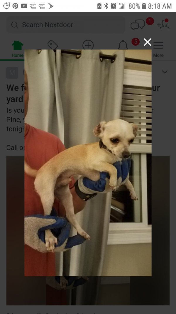 Safe Chihuahua in Martinez, CA