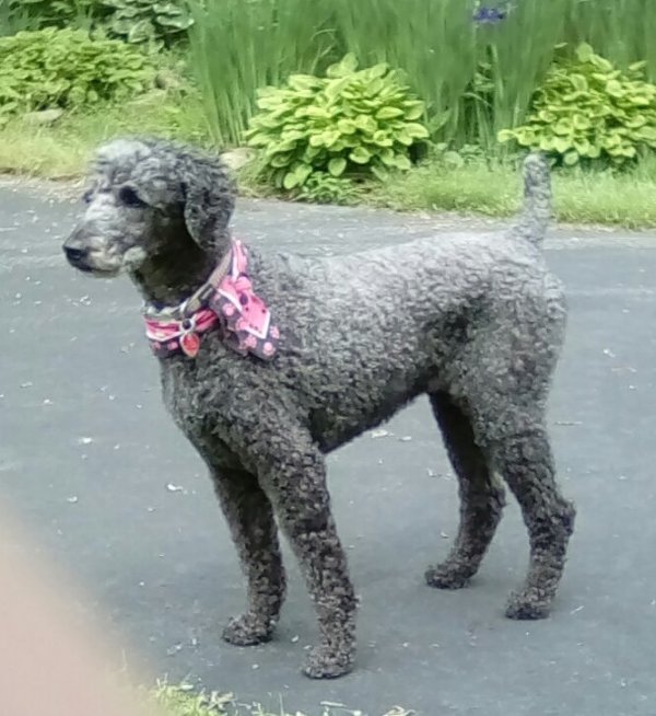Safe Poodle in Dauphin, PA