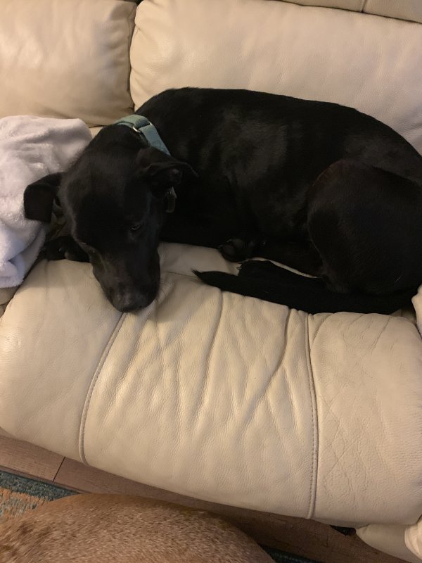 Safe Labrador Retriever in Ruskin, FL