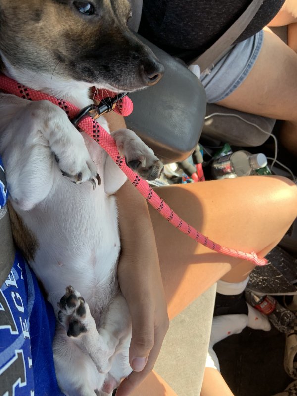 Safe Chihuahua in Corona, CA