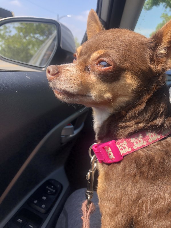 Safe Chihuahua in Burbank, CA