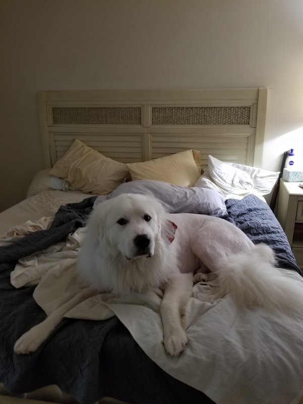 Safe Great Pyrenees in Naples, FL