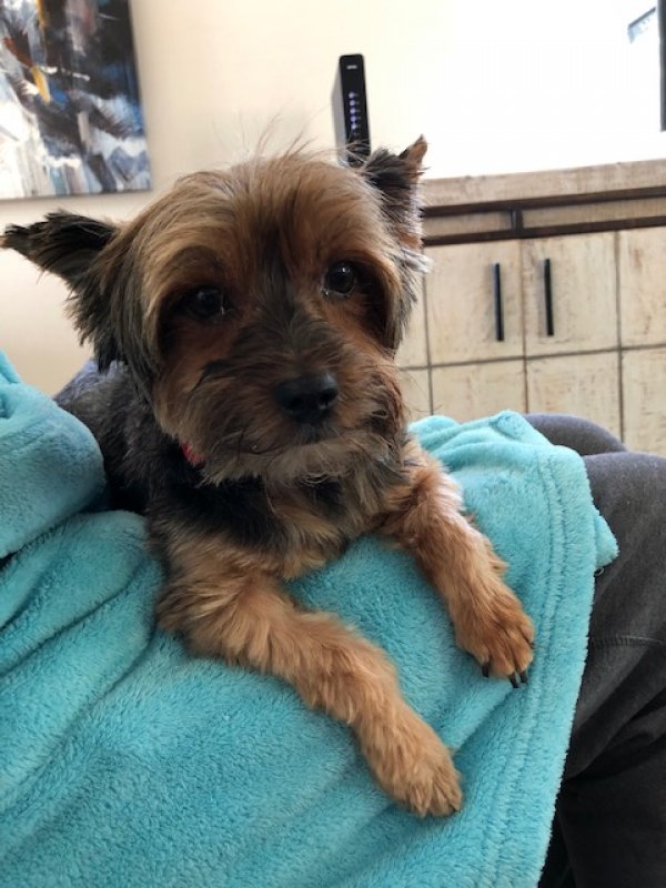 Safe Yorkshire Terrier in McMinnville, OR