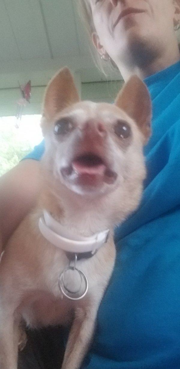 Safe Chihuahua in Clarksville, TN