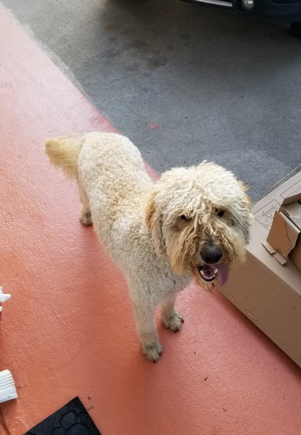 Safe Poodle in Pueblo, CO