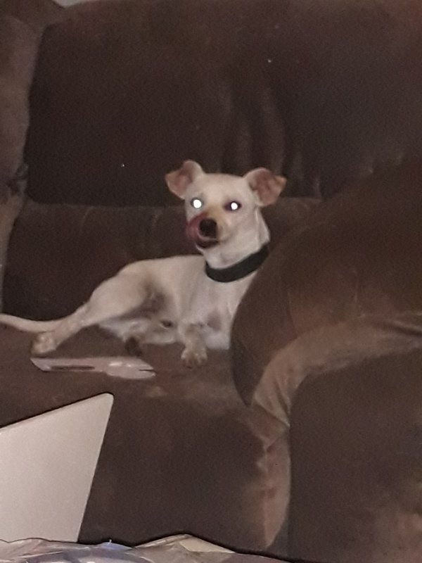 Safe Chihuahua in Hesperia, CA