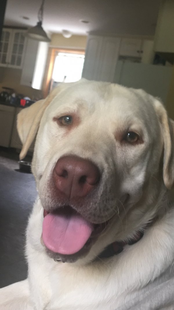 Safe Labrador Retriever in Ashaway, RI US