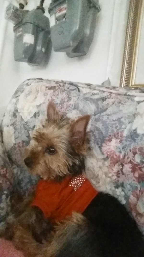 Safe Yorkshire Terrier in Chicago, IL